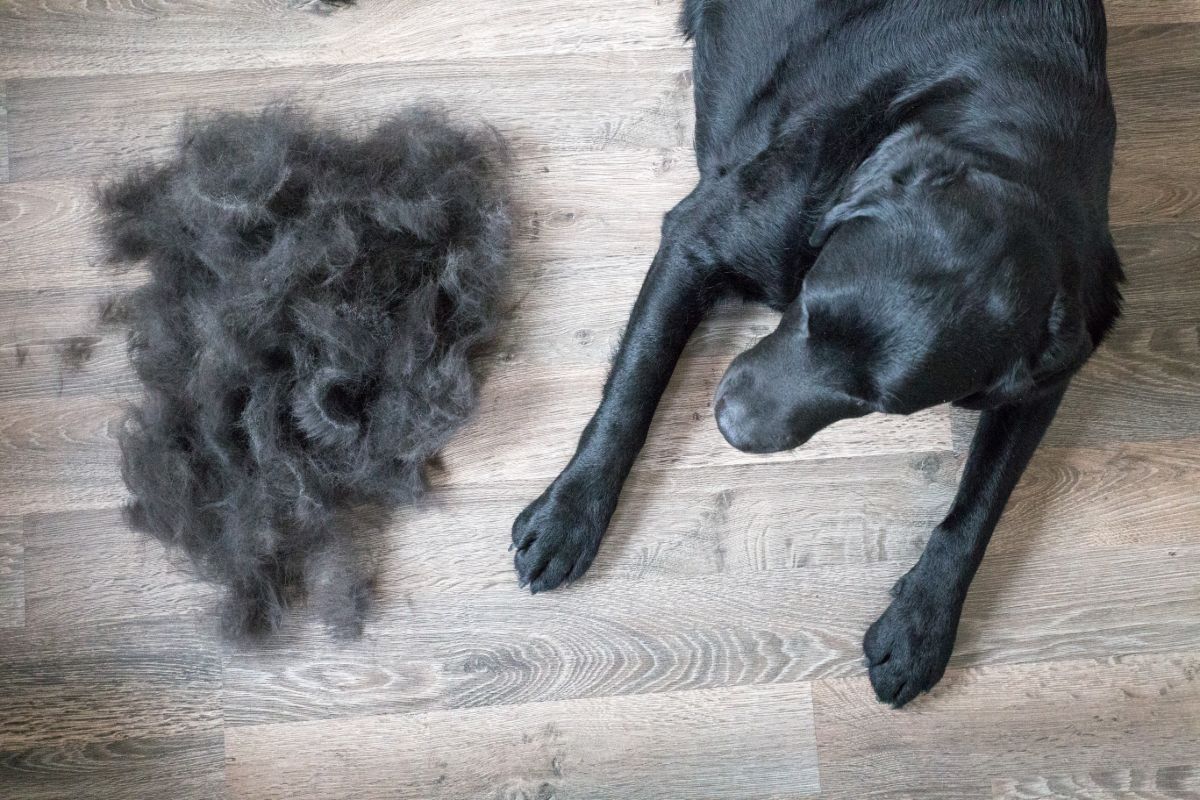 Stop dog sale hair shedding