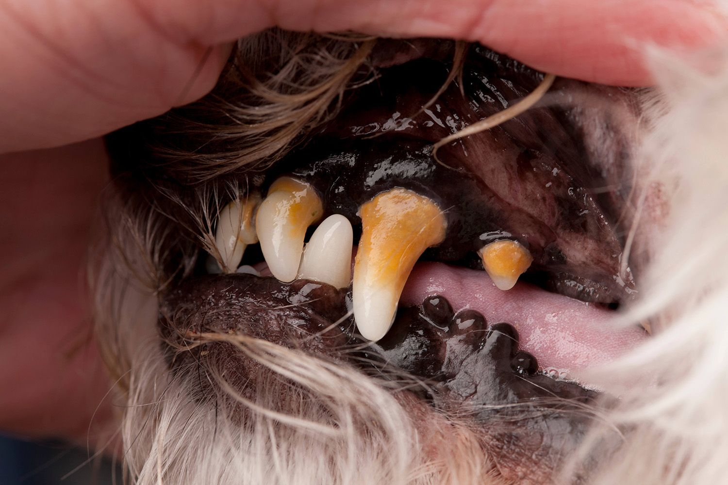 Treatment for shop dog periodontal disease