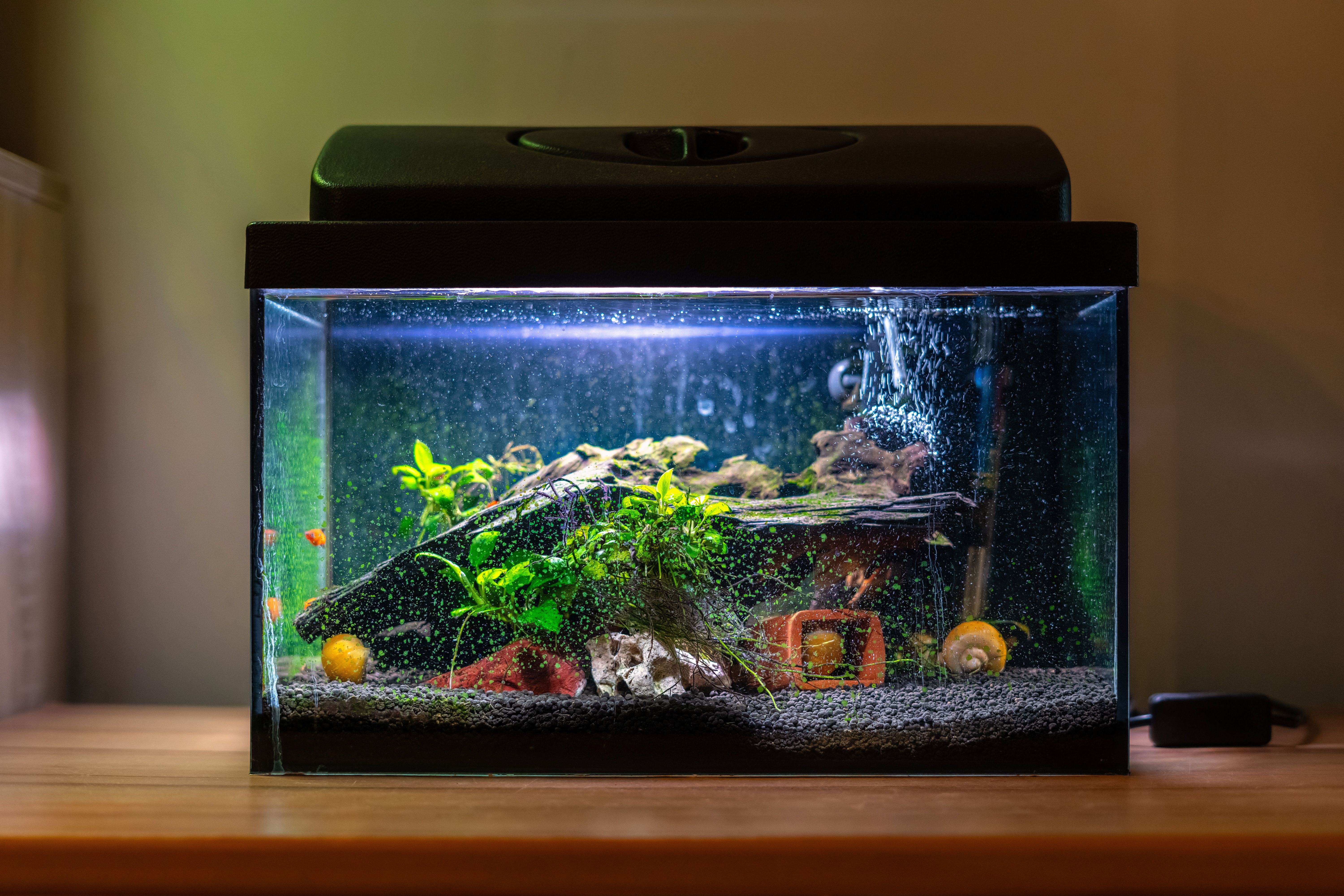How To Set Up A Fish Tank