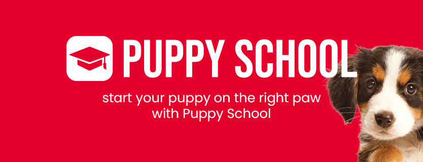 Petstock fashion puppy school price